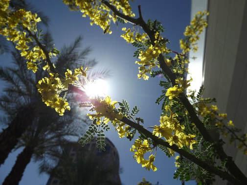 The sun shining around a tree branch with yellow blossoms. Tall buildings and palm trees in the background.