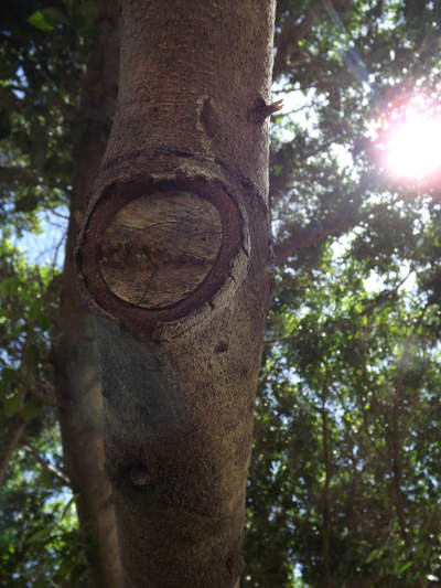 The trunk of a tree, with a flat patch where a branch has been removed. The hole is round like an eye, with leaves and the sun in the background.